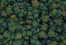 ORMAN YANGINLARI: Yangın Ekoloğu İsmail Bekar ile Sebepler ve Sonuçlar